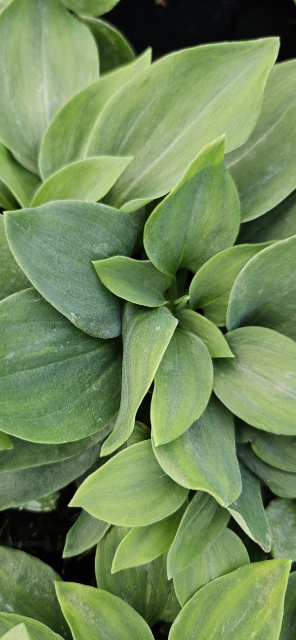 Alstroemeria Inticancha 'Cabana'2 Alstroemeria Inticancha 'Cabana'