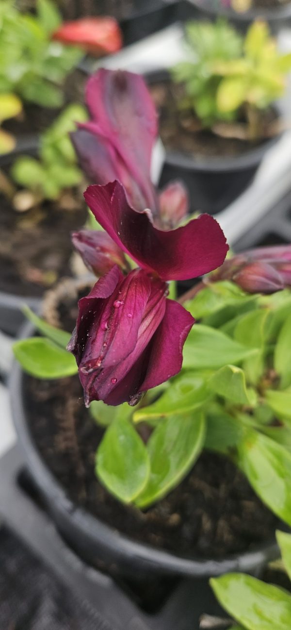 Alstroemeria Inticancha 'Indigo'
