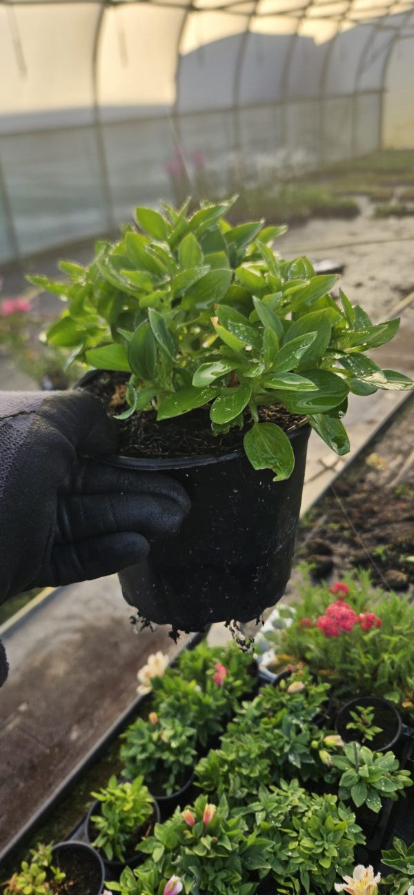 Alstroemeria Inticancha 'Indigo'