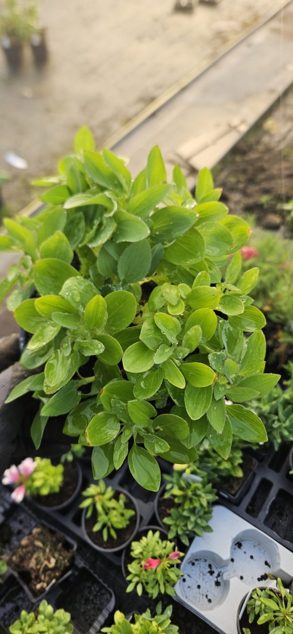 Alstroemeria Inticancha 'Indigo'