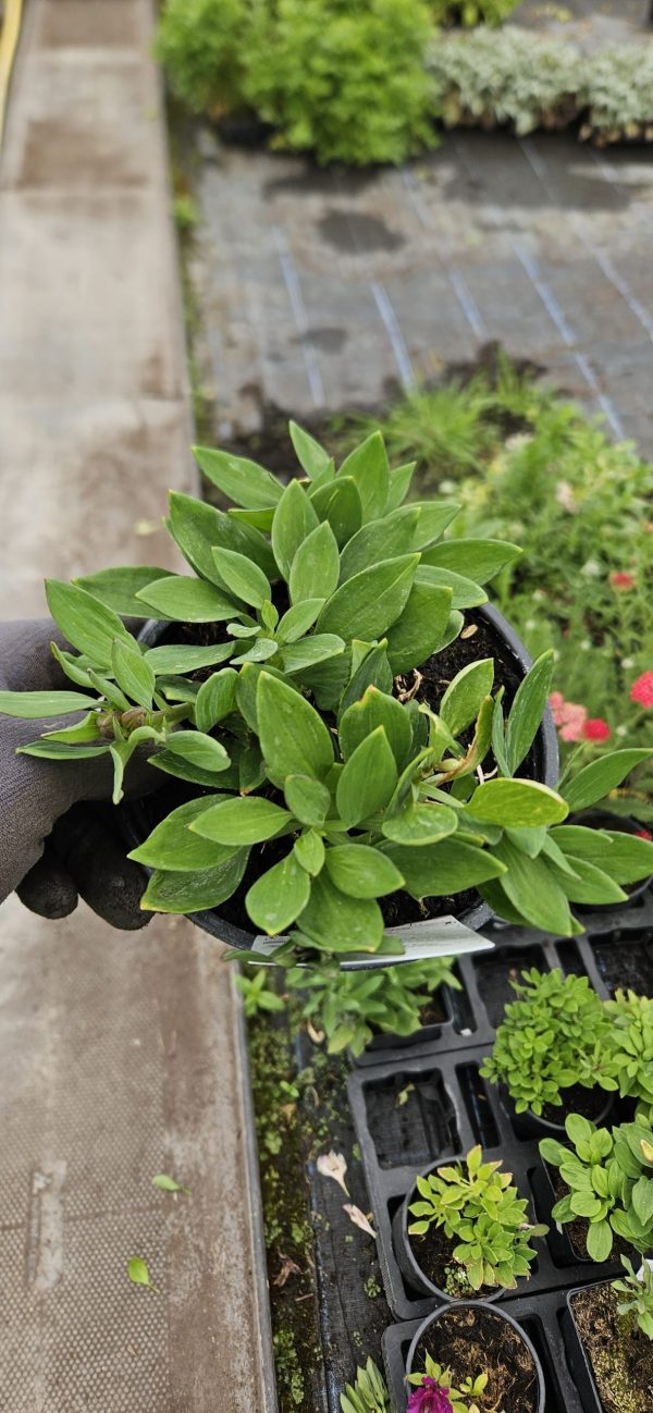 Alstroemeria Inticancha 'Machu' Alstroemeria Inticancha 'Machu'