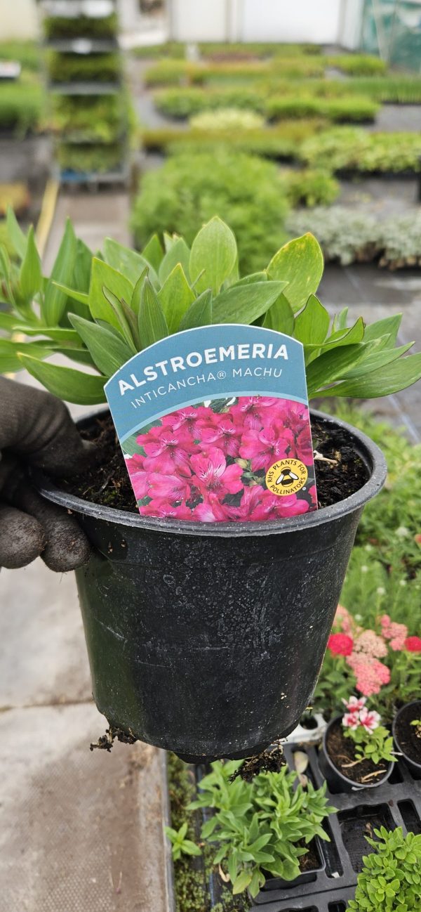 Alstroemeria Inticancha 'Machu'2 Alstroemeria Inticancha 'Machu'