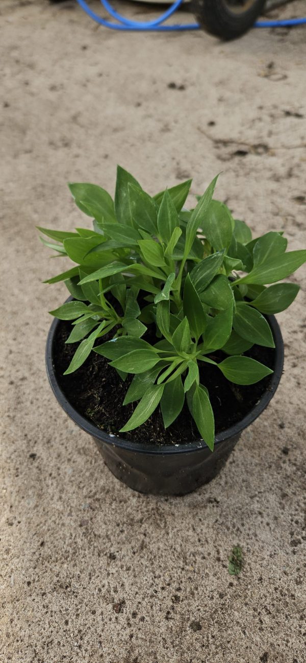 Alstroemeria Inticancha 'Malaga'2 Alstroemeria Inticancha 'Malaga'