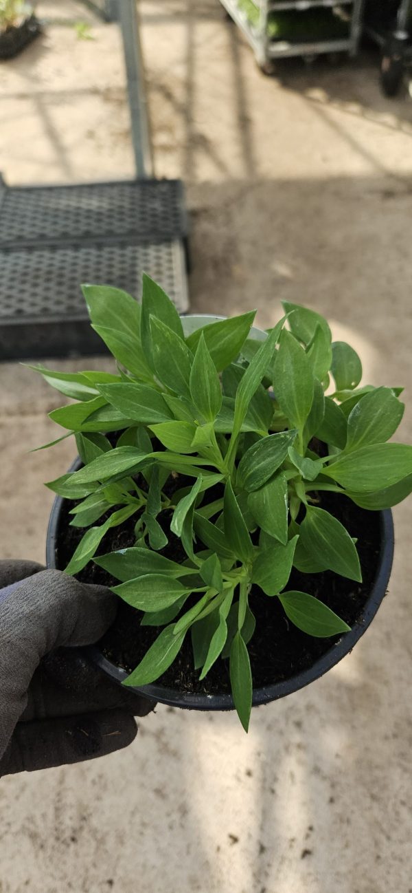 Alstroemeria Inticancha 'Malaga'3 Alstroemeria Inticancha 'Malaga'