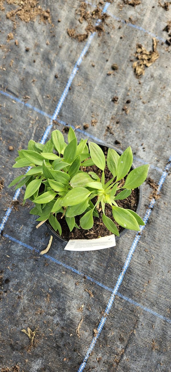 Alstroemeria Inticancha 'Maya'
