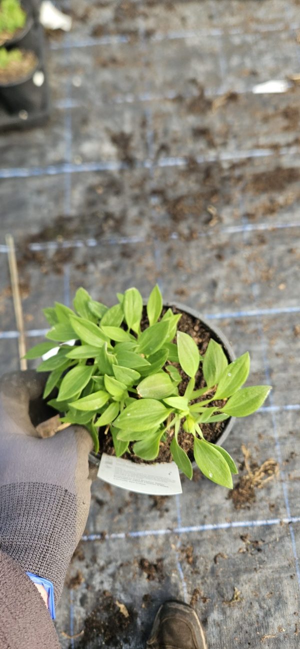 Alstroemeria Inticancha 'Maya'