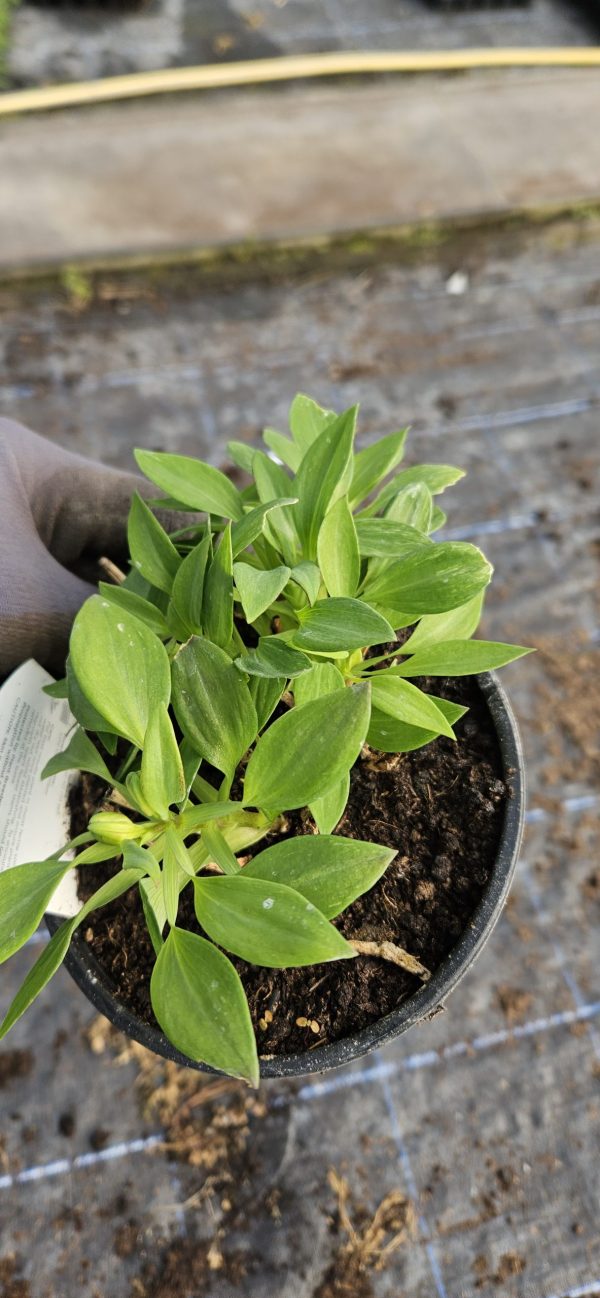 Alstroemeria Inticancha 'Maya'