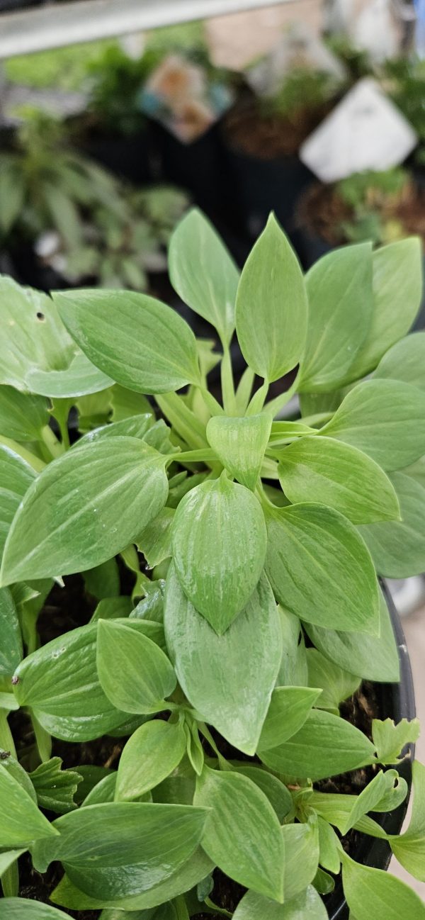 Alstroemeria 'Inticancha Moon'