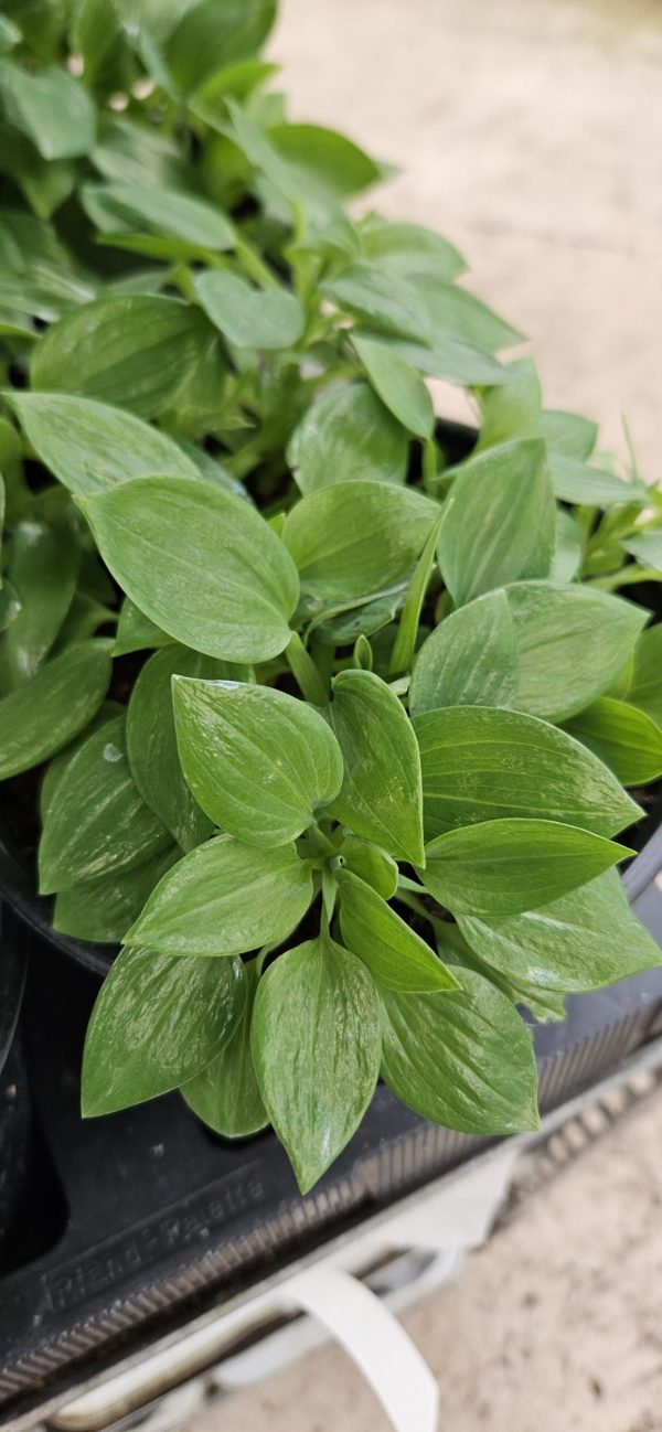 Alstroemeria 'Inticancha Moon'