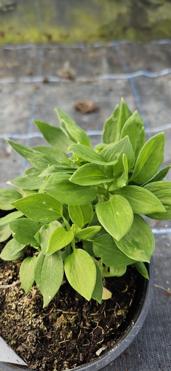 Alstroemeria Inticancha 'Navayo' Alstroemeria Inticancha 'Navayo'