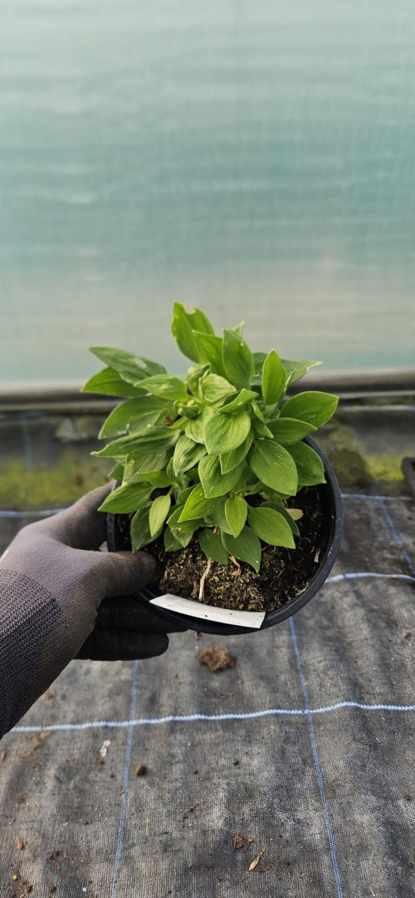 Alstroemeria Inticancha 'Navayo'2 Alstroemeria Inticancha 'Navayo'