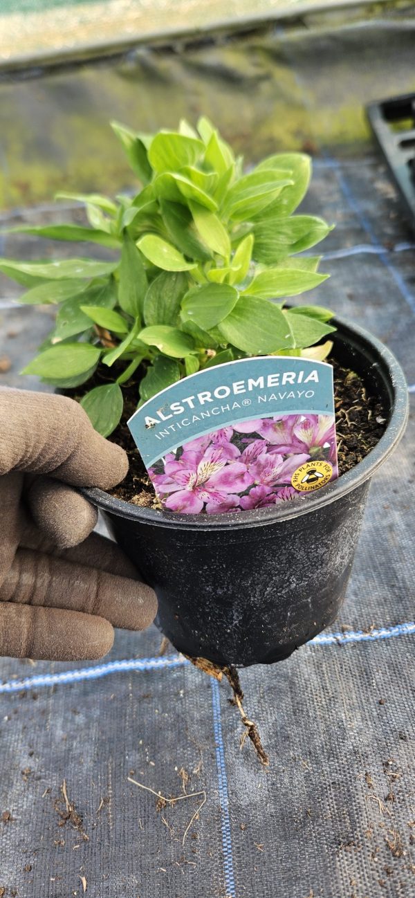 Alstroemeria Inticancha 'Navayo'3 Alstroemeria Inticancha 'Navayo'