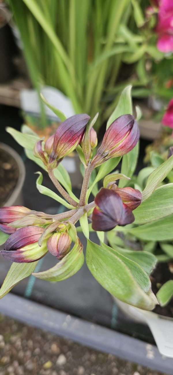 Alstroemeria Inticancha 'Paraiso' Alstroemeria Inticancha 'Paraiso'