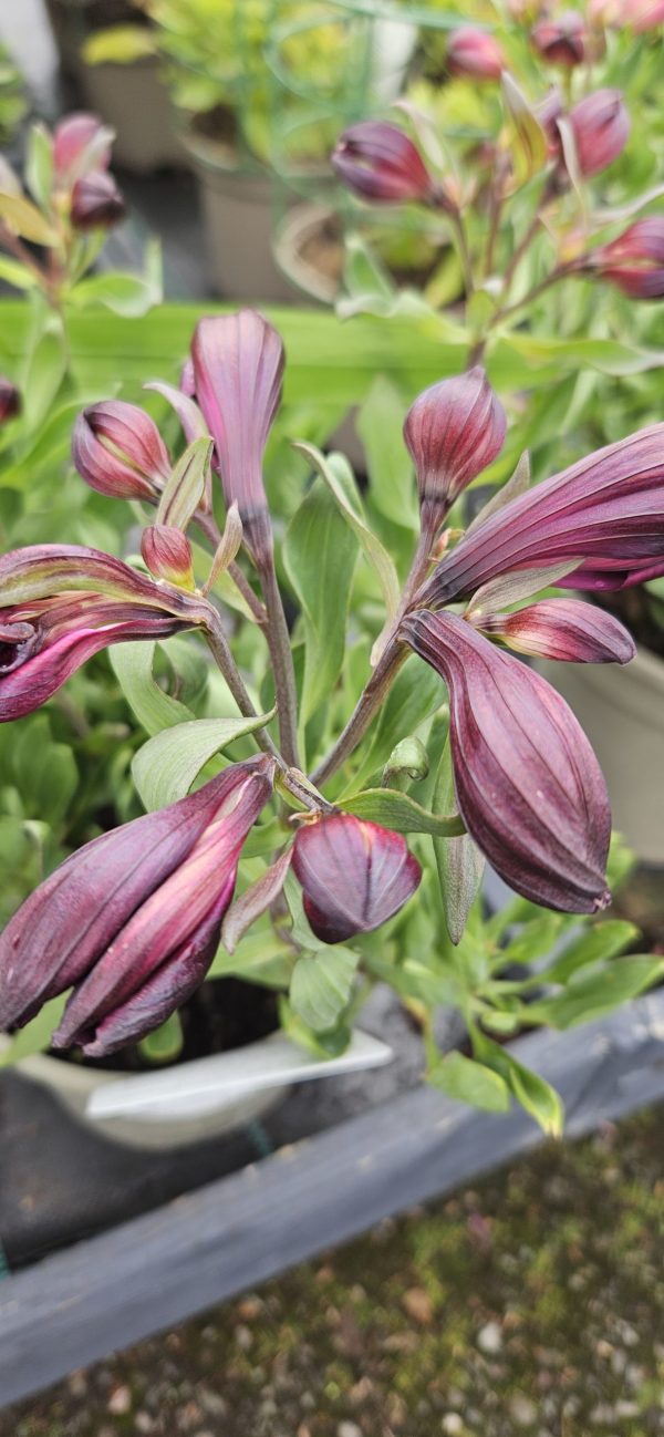 Alstroemeria Inticancha 'Paraiso'2 Alstroemeria Inticancha 'Paraiso'