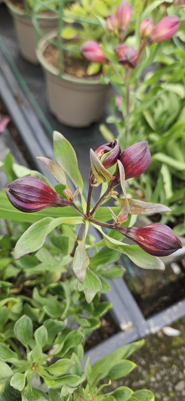 Alstroemeria Inticancha 'Paraiso'3 Alstroemeria Inticancha 'Paraiso'