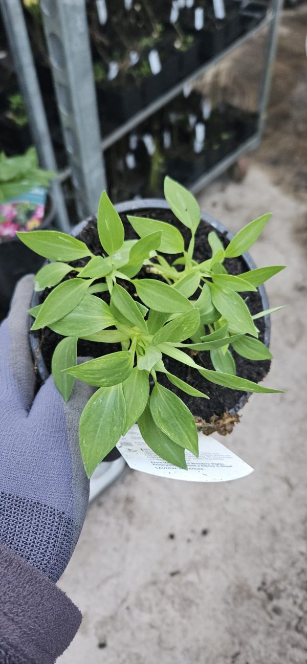 Alstroemeria Inticancha 'Romance' Alstroemeria Inticancha 'Romance'