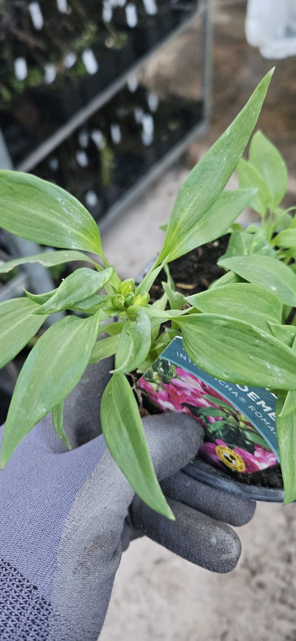 Alstroemeria Inticancha 'Romance'2 Alstroemeria Inticancha 'Romance'