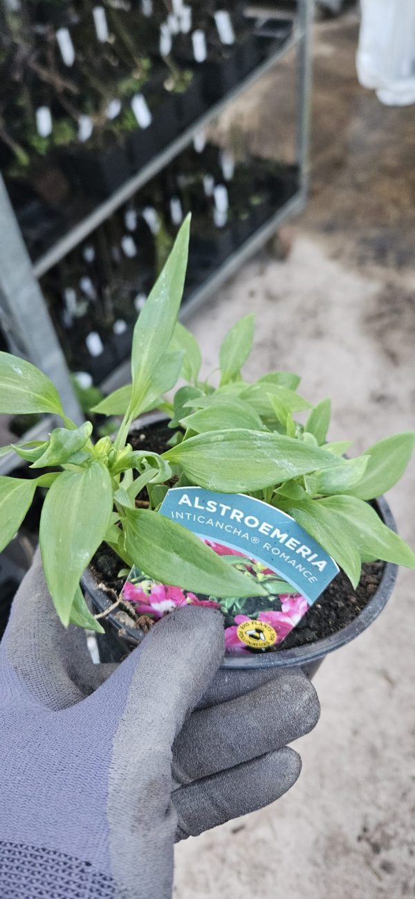 Alstroemeria Inticancha 'Romance'3 Alstroemeria Inticancha 'Romance'