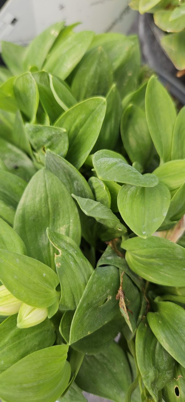 Alstroemeria Inticancha 'Sunday' Alstroemeria Inticancha 'Sunday'