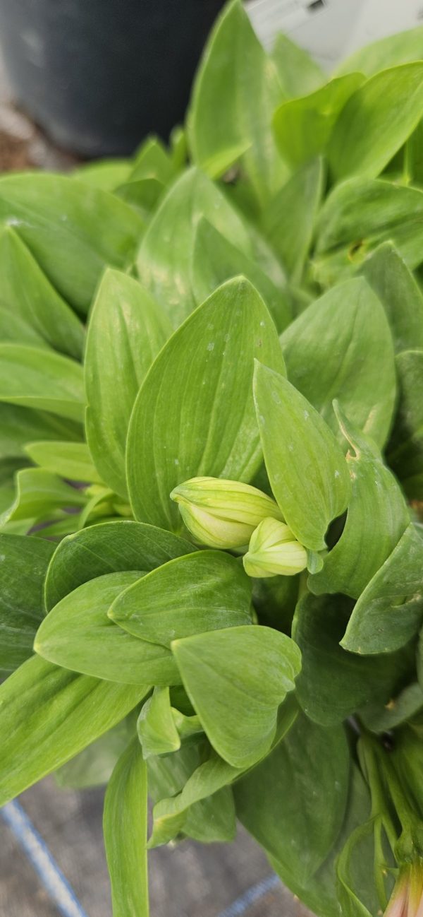 Alstroemeria Inticancha 'Sunday'3 Alstroemeria Inticancha 'Sunday'