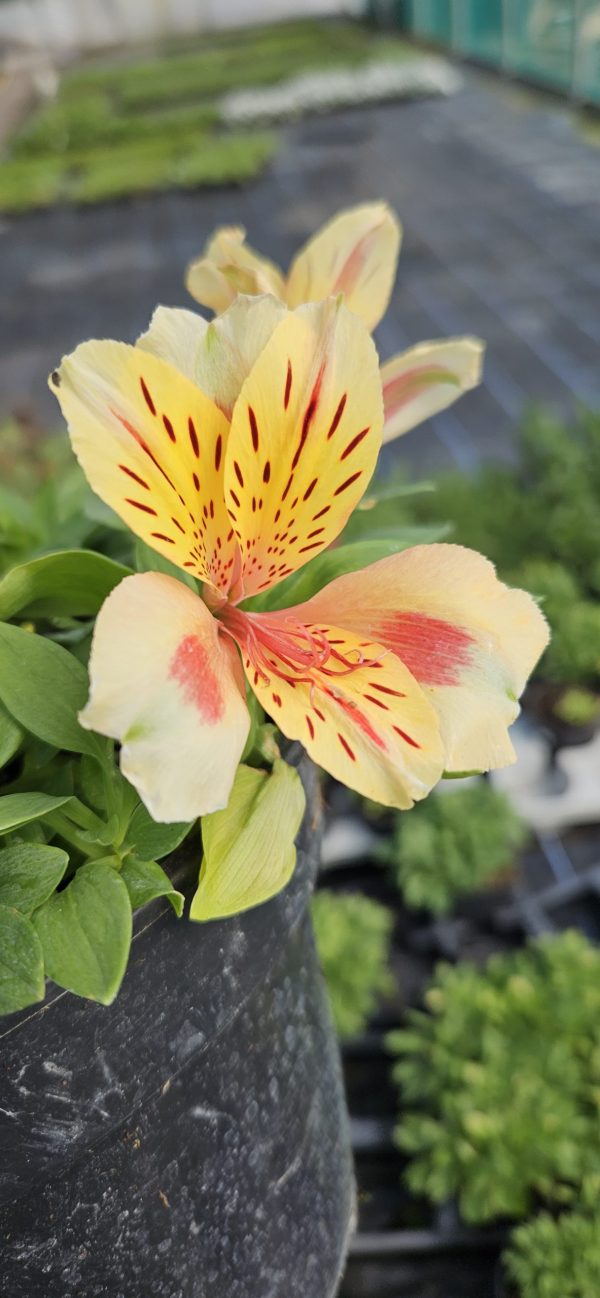Alstroemeria Inticancha 'Sunset'