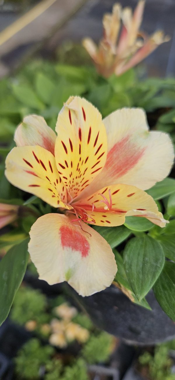 Alstroemeria Inticancha 'Sunset'