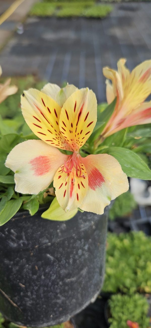 Alstroemeria Inticancha 'Sunset'