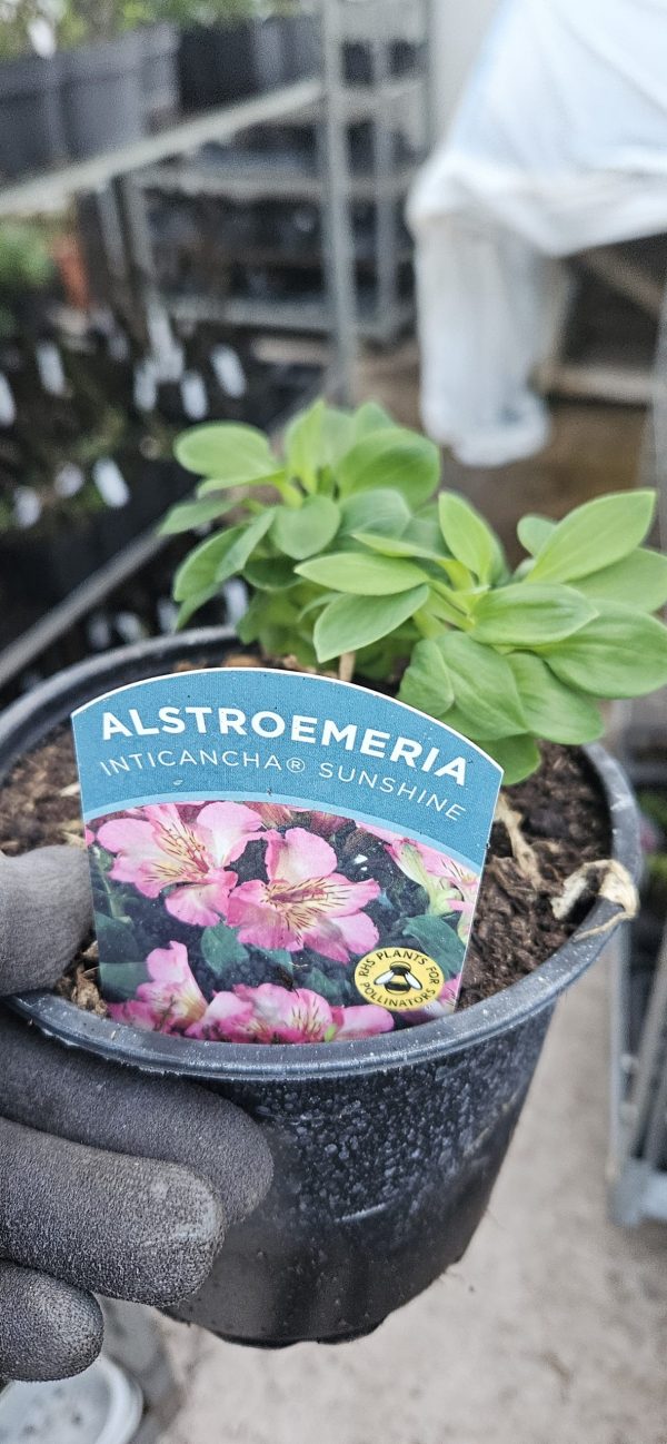 Alstroemeria Inticancha 'Sunshine'2 Alstroemeria Inticancha 'Sunshine'