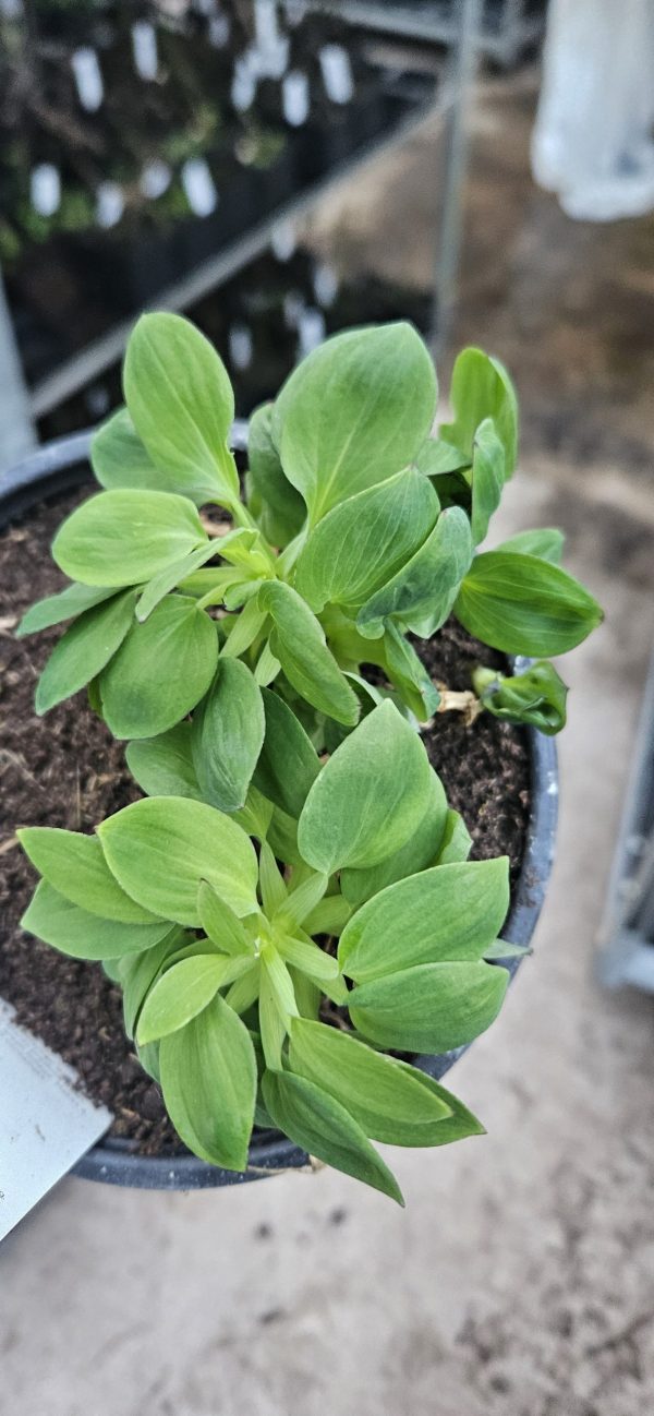 Alstroemeria Inticancha 'Sunshine'3 Alstroemeria Inticancha 'Sunshine'