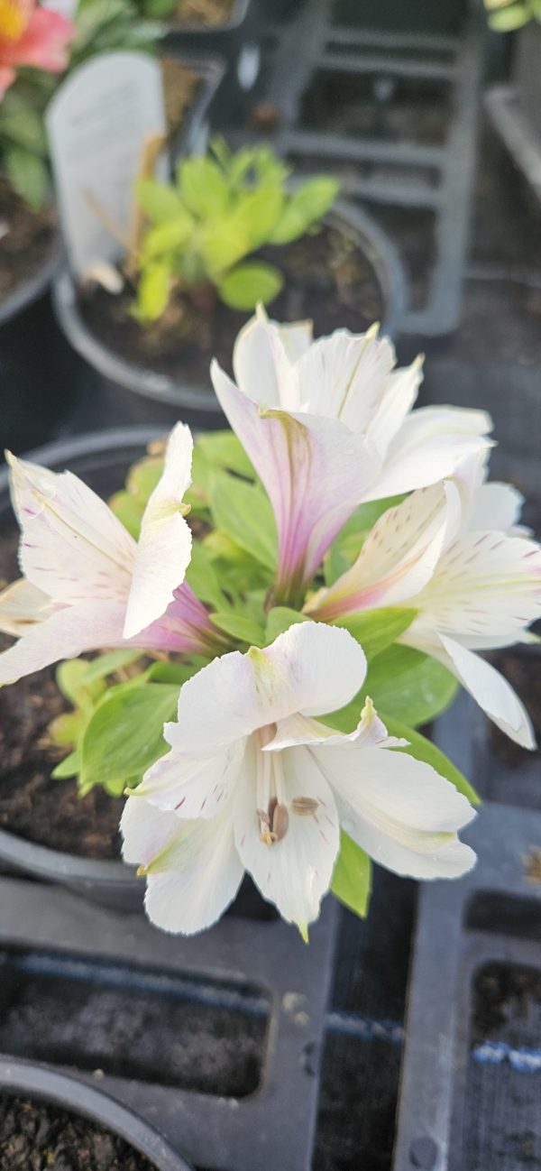 Alstroemeria Inticancha 'White Magic'