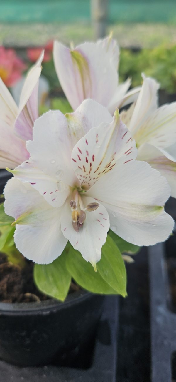 Alstroemeria Inticancha 'White Magic'