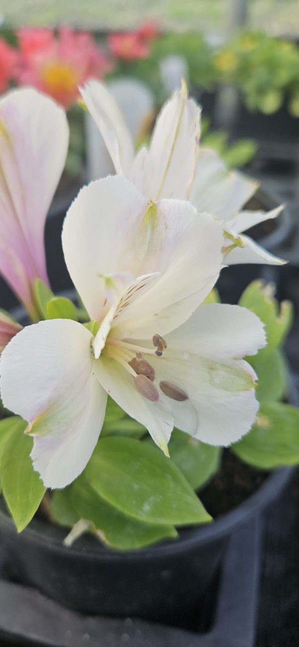 Alstroemeria Inticancha 'White Magic'