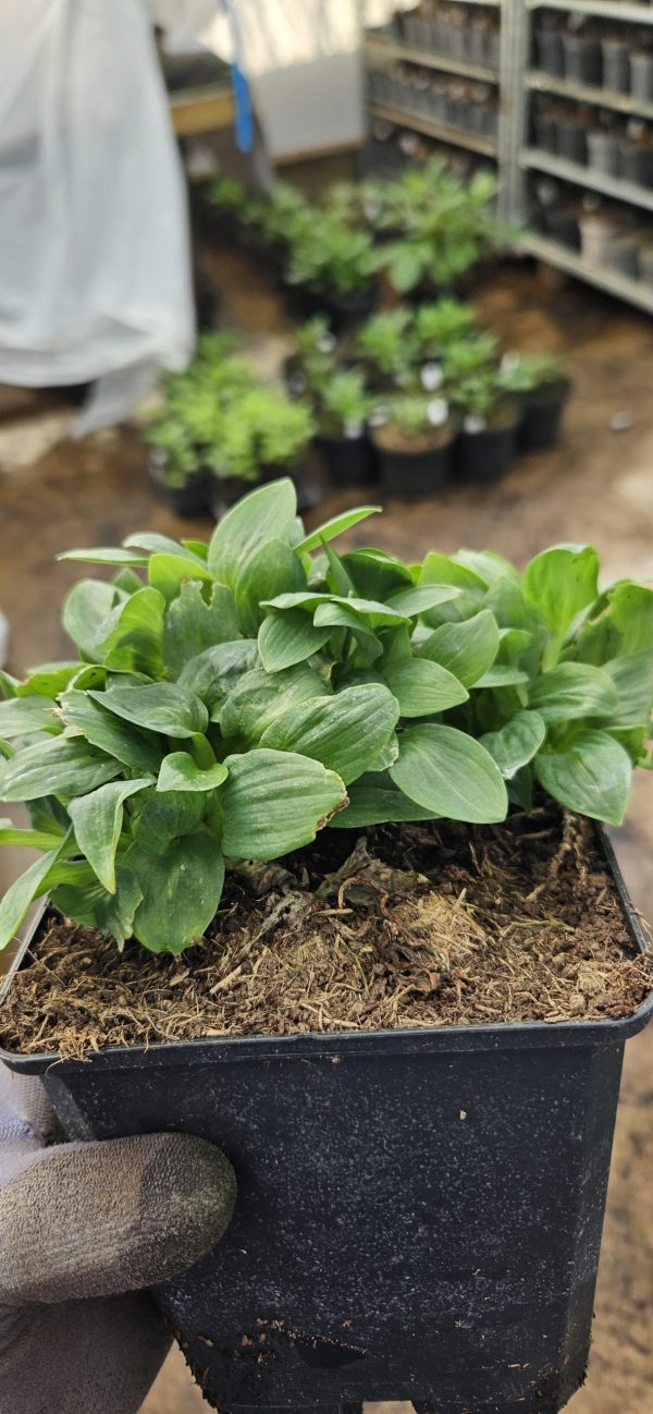 Alstroemeria Inticancha 'White Pink Blush' Alstroemeria Inticancha 'White Pink Blush'