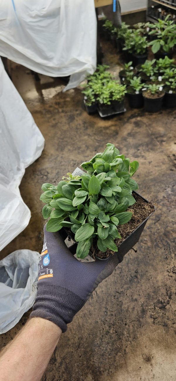 Alstroemeria Inticancha 'White Pink Blush' 2 Alstroemeria Inticancha 'White Pink Blush'