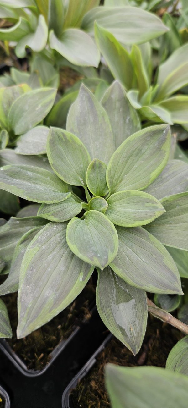 Alstroemeria Summer Paradise Collection 'Summer Breeze'