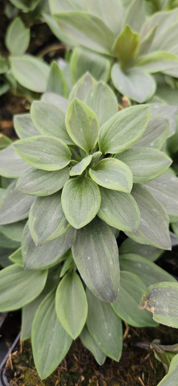 Alstroemeria Summer Paradise Collection 'Summer Breeze'