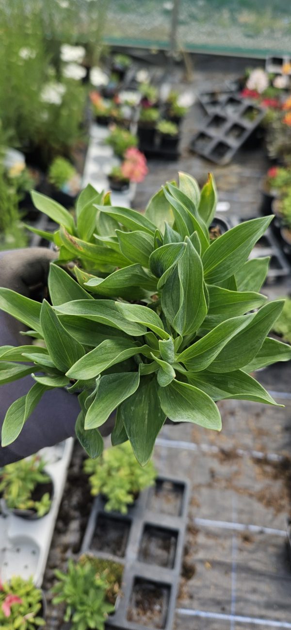 Alstroemeria Summer Paradise Collection 'Summer Ice'