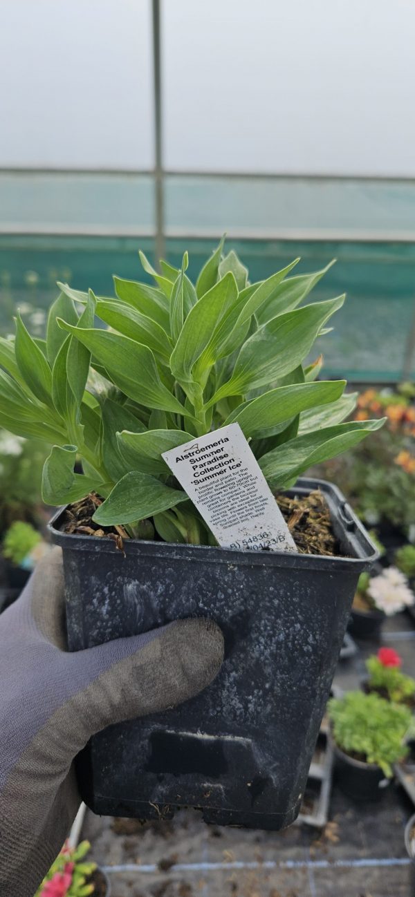 Alstroemeria Summer Paradise Collection 'Summer Ice'