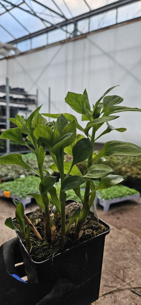 Alstroemeria Summer Paradise Collection 'Summer Saint' Alstroemeria Summer Paradise Collection 'Summer Saint'