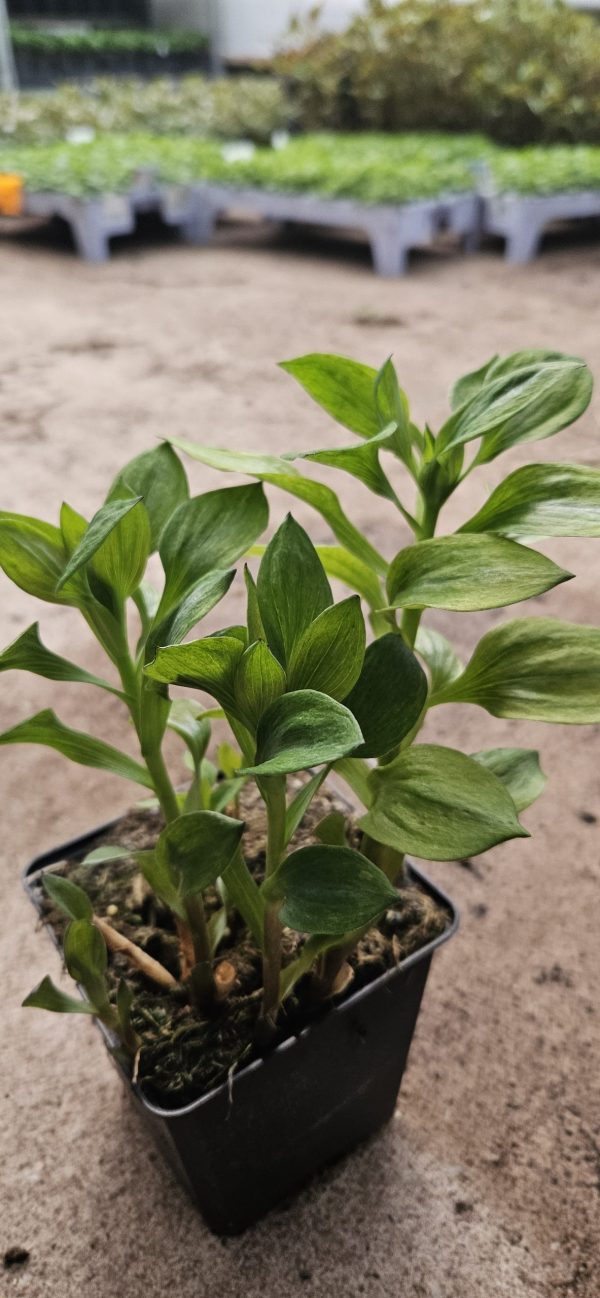 Alstroemeria Summer Paradise Collection 'Summer Saint'2 Alstroemeria Summer Paradise Collection 'Summer Saint'