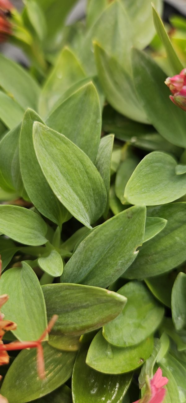 Alstroemeria Summer Paradise Collection 'Valley Girl' Alstroemeria Summer Paradise Collection 'Valley Girl'