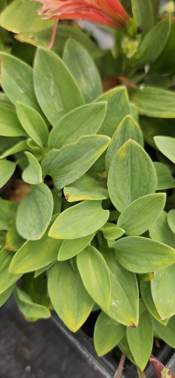 Alstroemeria Summer Paradise Collection 'Valley Girl' 2 Alstroemeria Summer Paradise Collection 'Valley Girl'