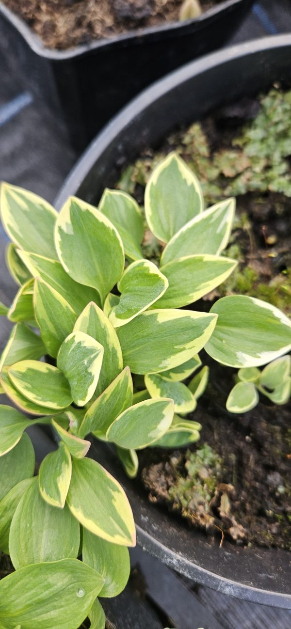 Alstroemeria Summer Paradise Collection 'Valley River' Alstroemeria Summer Paradise Collection 'Valley River'