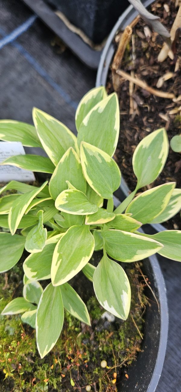 Alstroemeria Summer Paradise Collection 'Valley River'2 Alstroemeria Summer Paradise Collection 'Valley River'