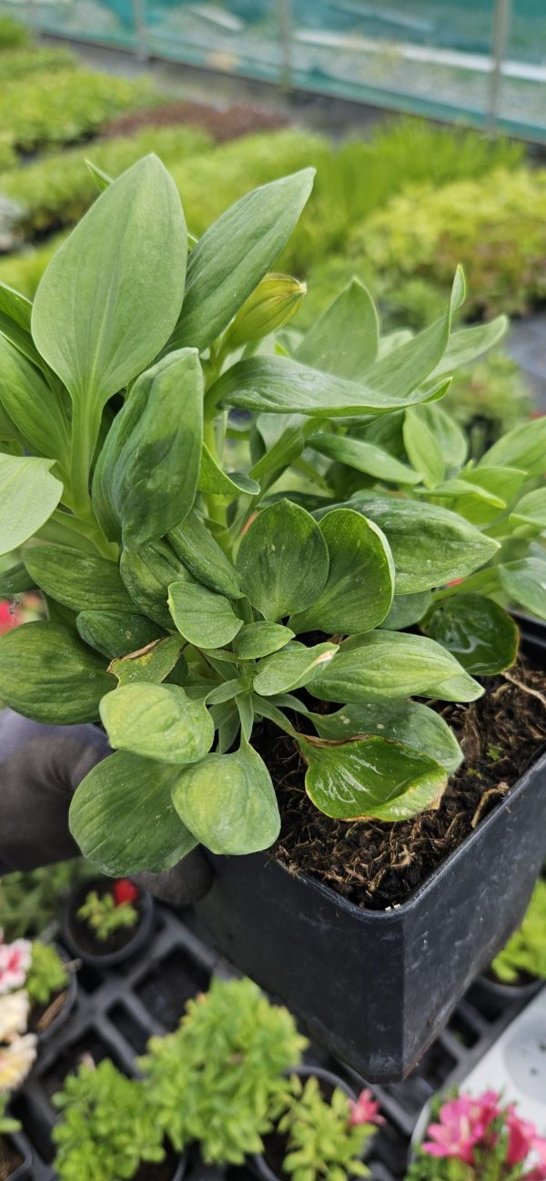 Alstroemeria Summer Paradise Collection 'Valley Spring'