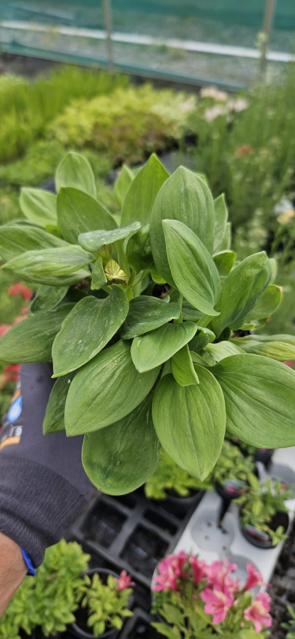 Alstroemeria Summer Paradise Collection 'Valley Spring'