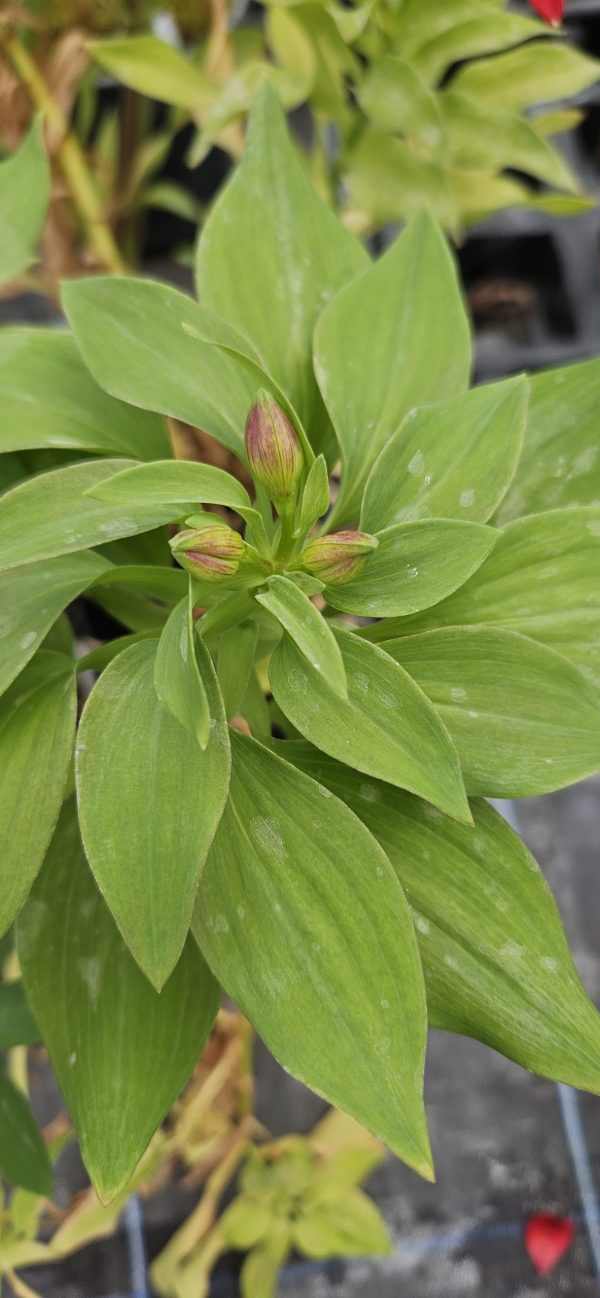 Alstroemeria Summer Paradise Collection 'Valley Wild' Alstroemeria Summer Paradise Collection 'Valley Wild'