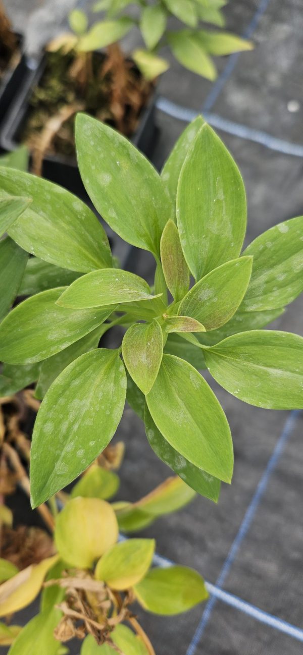 Alstroemeria Summer Paradise Collection 'Valley Wild' 2 Alstroemeria Summer Paradise Collection 'Valley Wild'