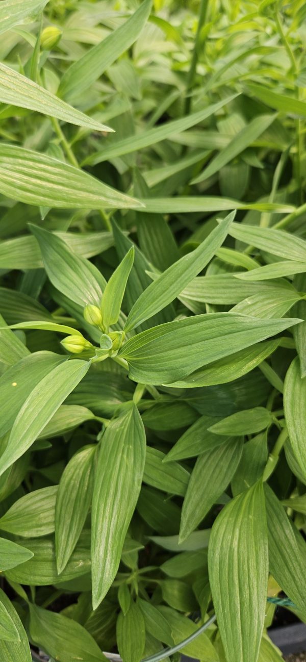 Alstroemeria Summer Paradise Collection ‘Summer Sky’