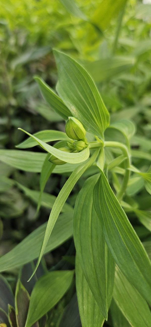 Alstroemeria Summer Paradise Collection ‘Summer Sky’